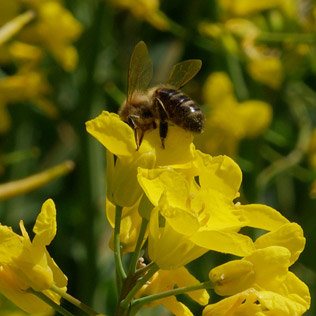 Abeilles et ruches