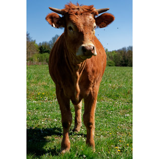 Elevage bovin en agriculture biologique