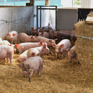 Elevage de cochons en agriculture biologique