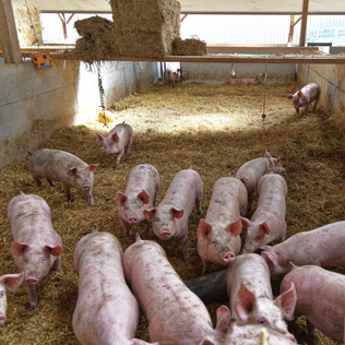 Elevage des cochons en agriculture biologique